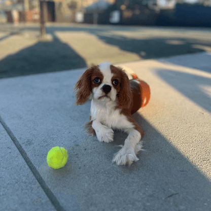 Tailmate™ 12 Mini Tennis Ball