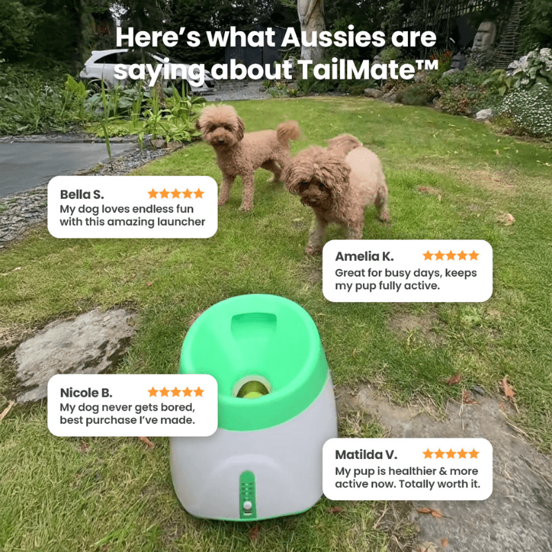 TailMate™ Automatic Dog Ball Launcher